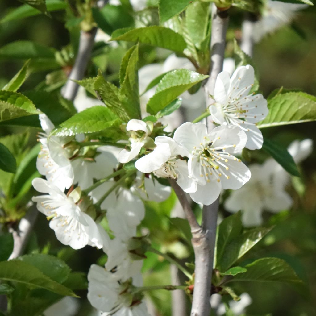 Cerejeira Allegria Delbard - Prunus cerasus