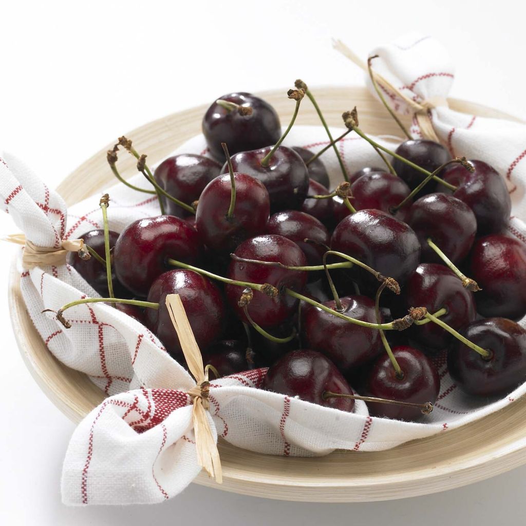 Cerisier Bigarreau Délice de Malicorne - Georges Delbard