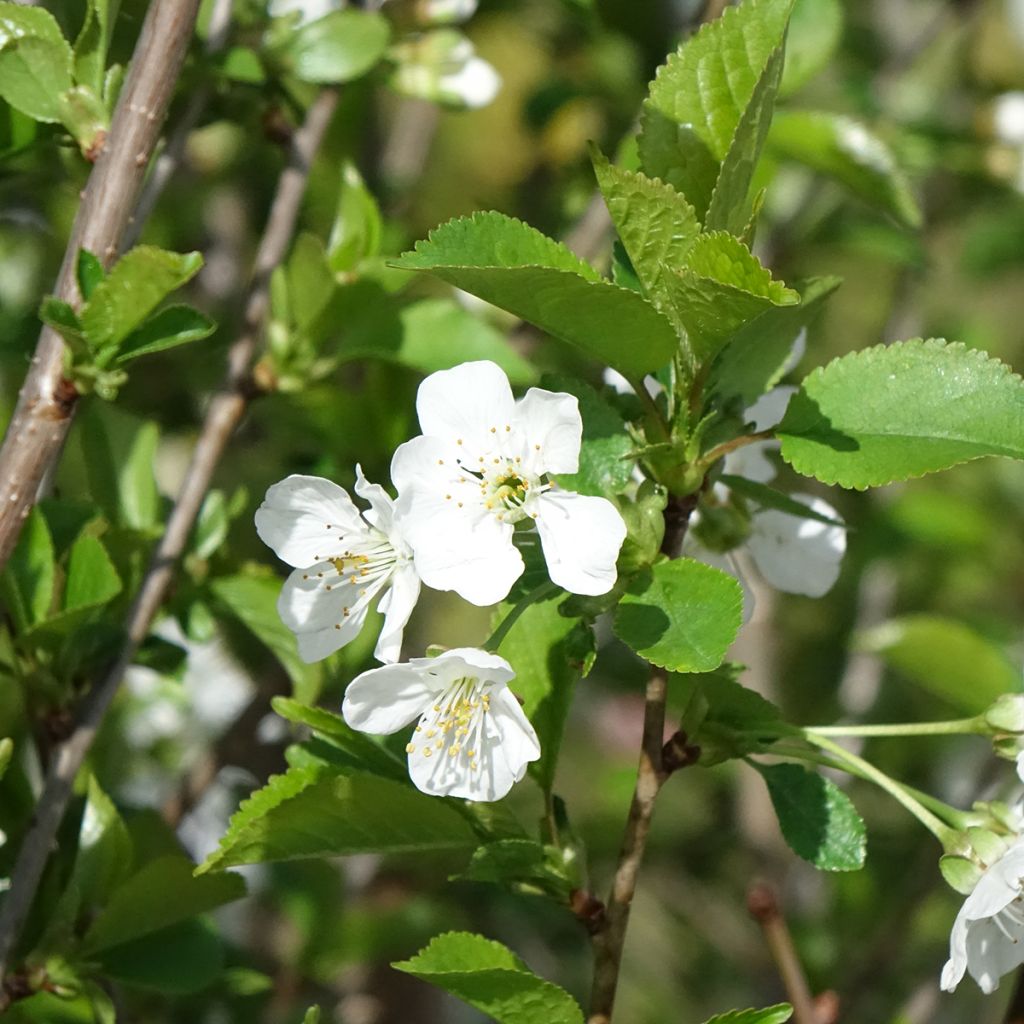 Ginjeira Kelleriis 16 (Morellenfeuer) Bio- Prunus cerasus