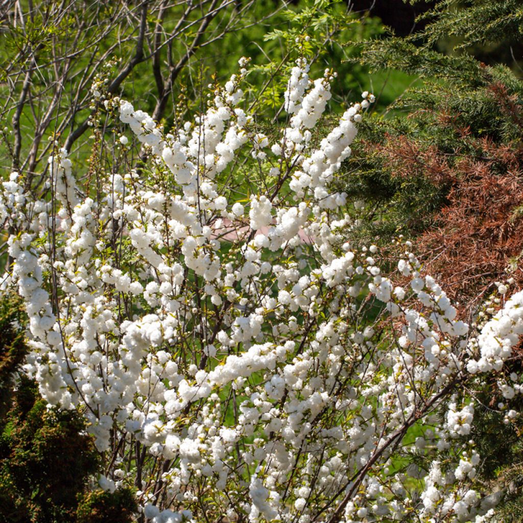 Prunus glandulosa Alba Plena