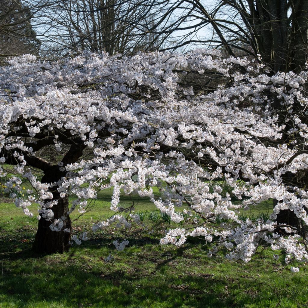 Prunus Pandora
