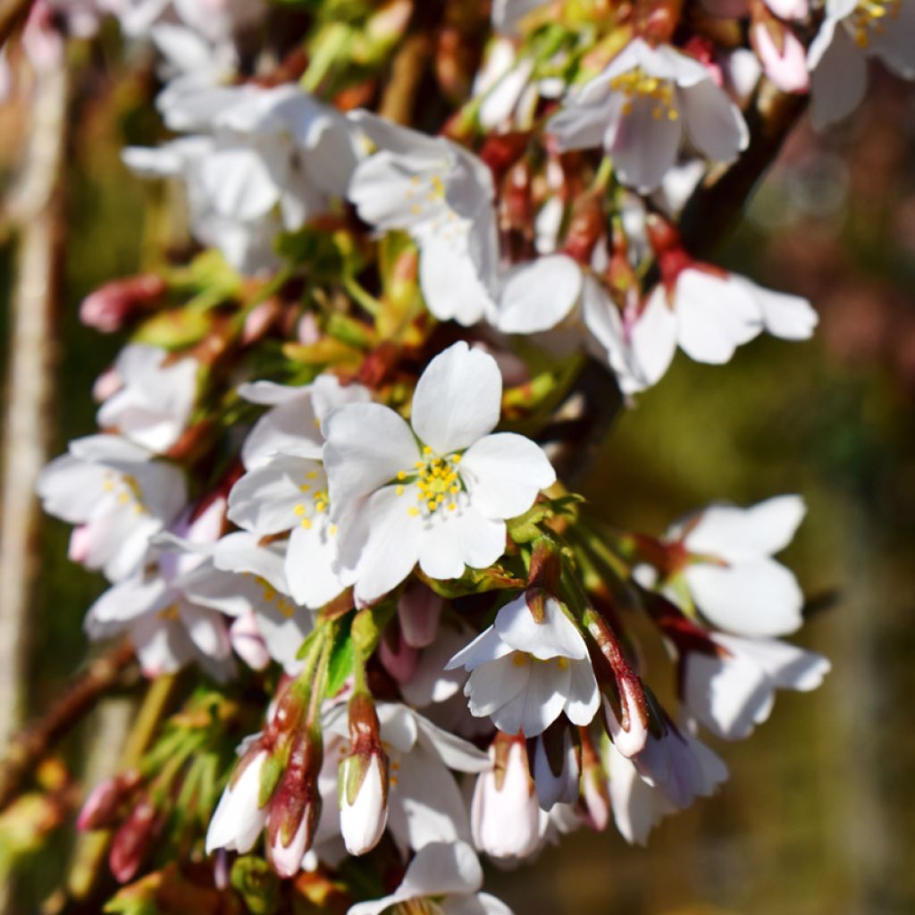 Cerejeira-florida - Prunus Snow Fountains