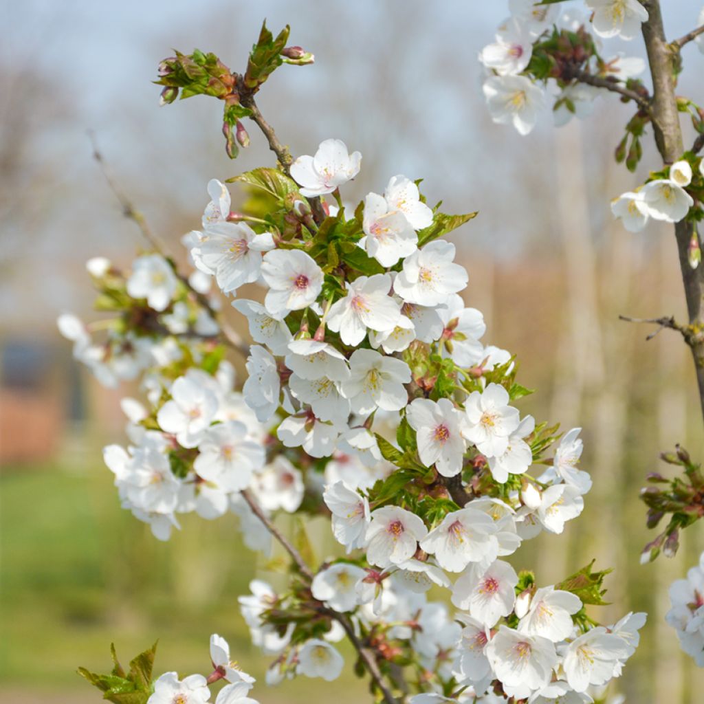 Cerejeira-do-japão - Prunus Umineco em flor