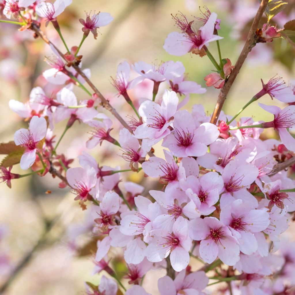 Cerejeira-de-flores - Prunus hillieri Spire