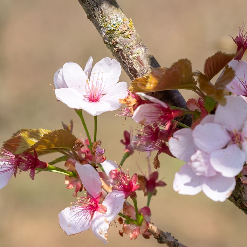 Cerejeira-de-flores - Prunus hillieri Spire