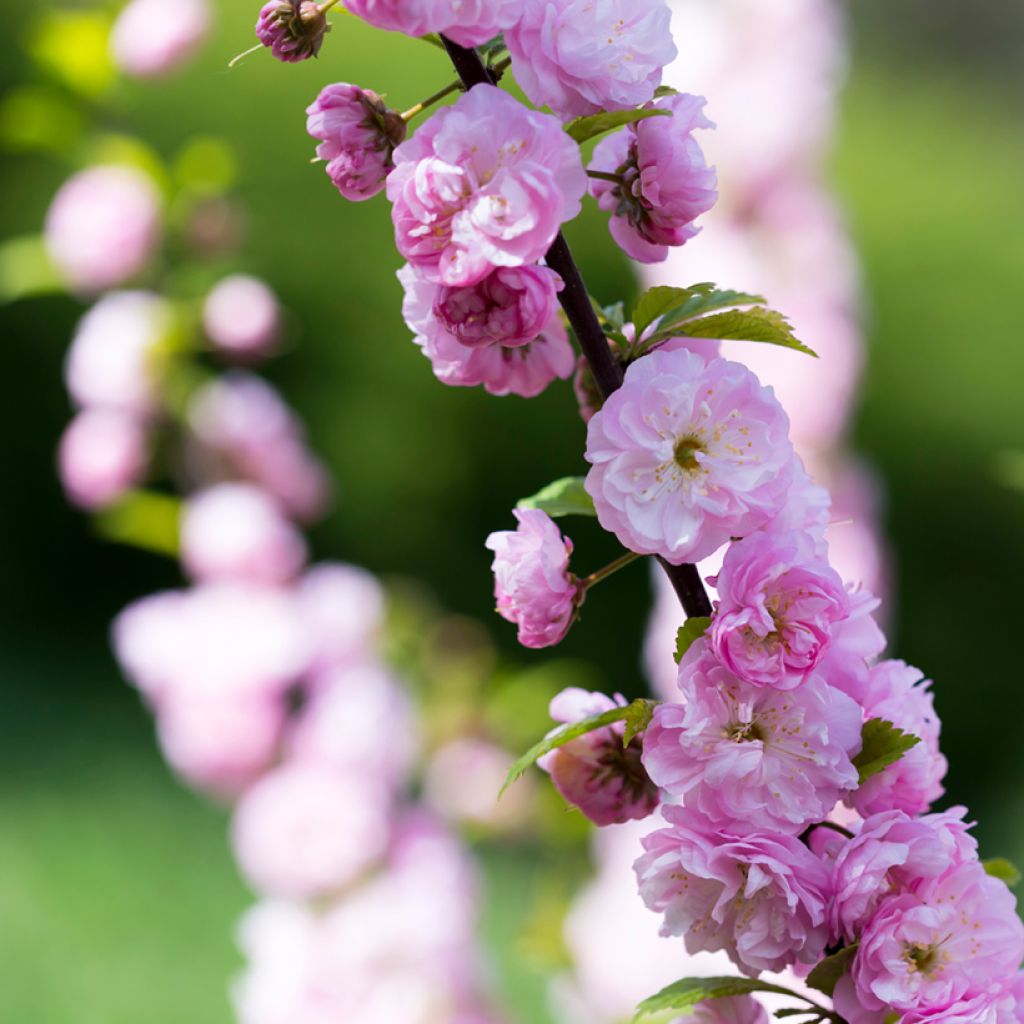 Prunus serrulata Pink Perfection