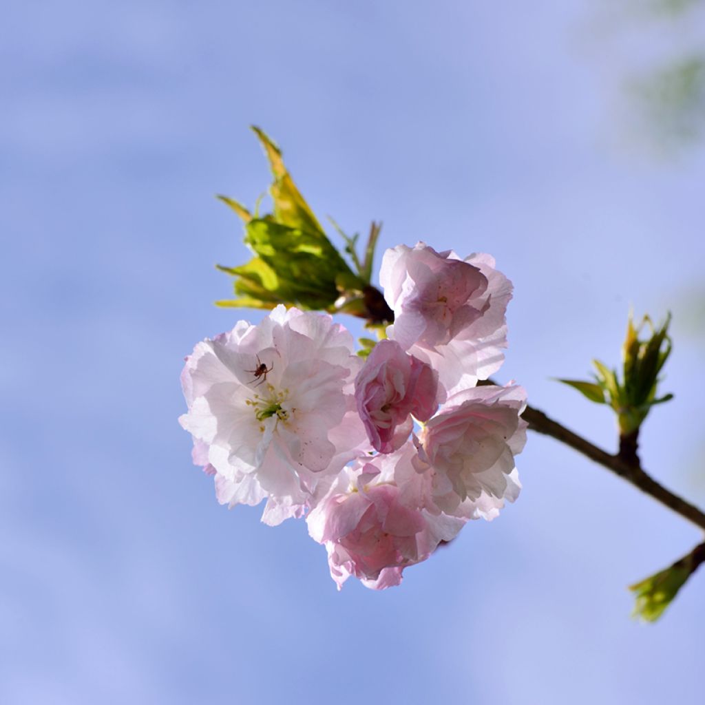 Prunus serrulata Shirofugen