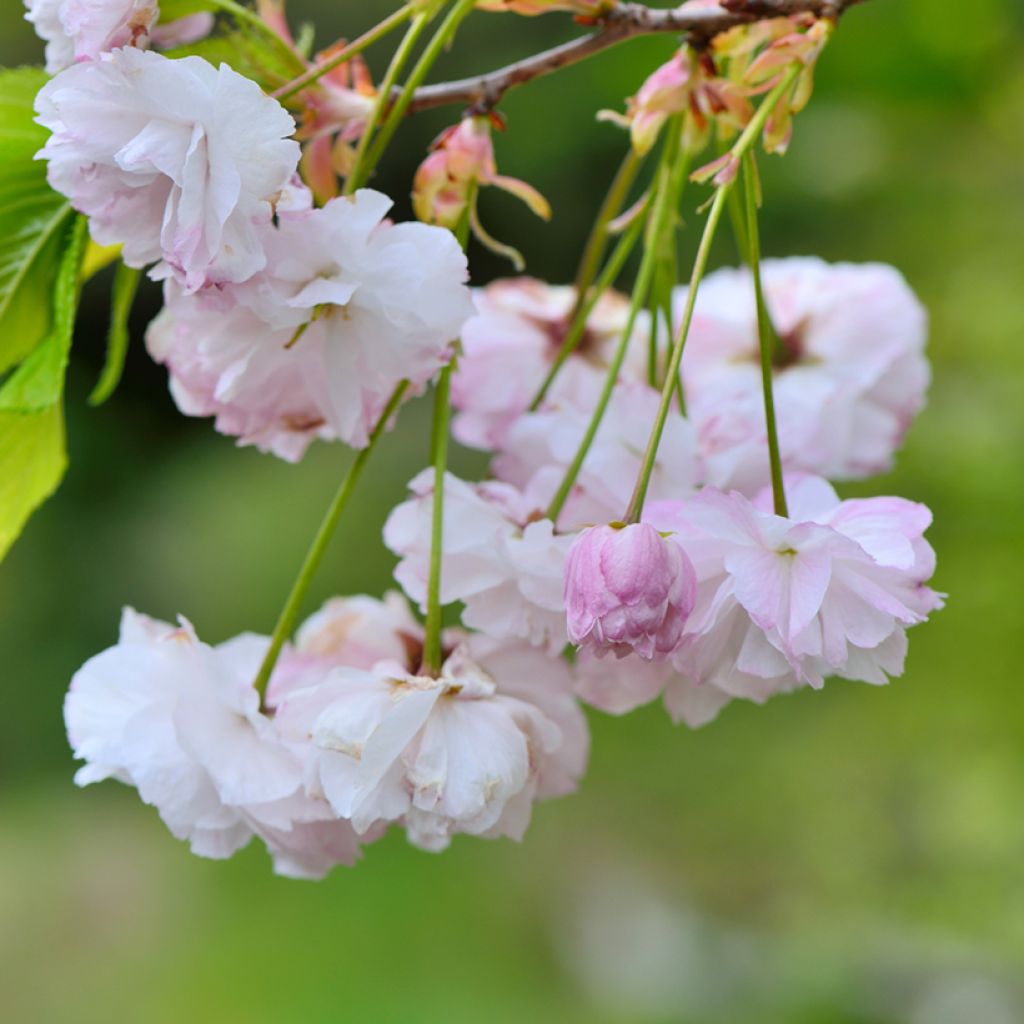 Prunus serrulata Shirofugen