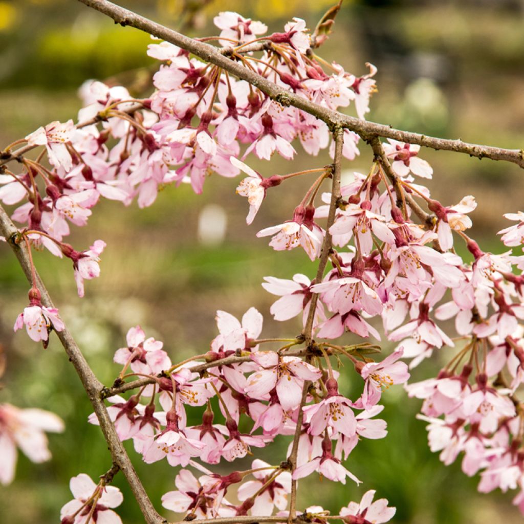 Cerejeira de flor - Prunus subhirtella Pendula Rubra