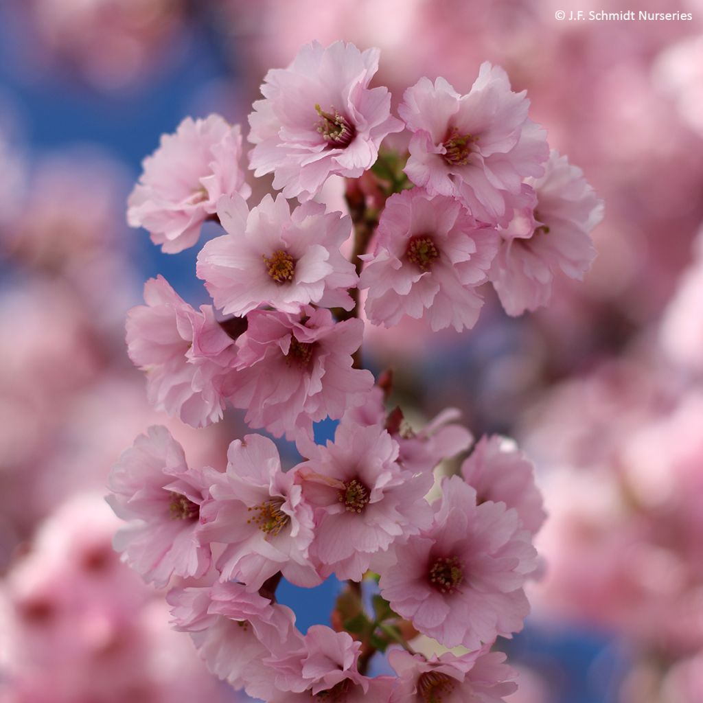 Prunus First Blush