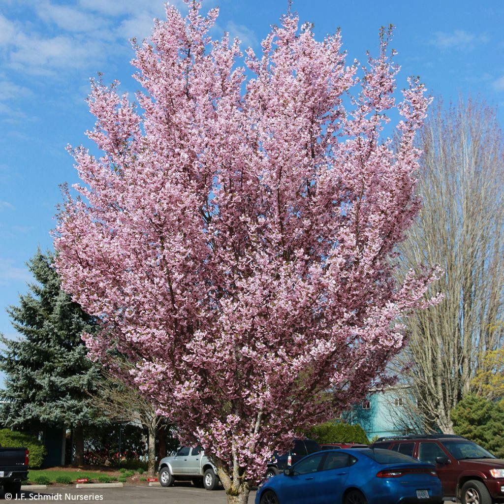 Prunus First Blush