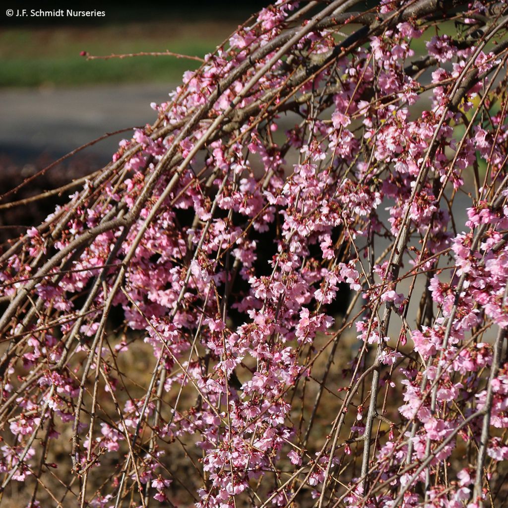 Cerejeira de flor - Prunus Pink Cascade