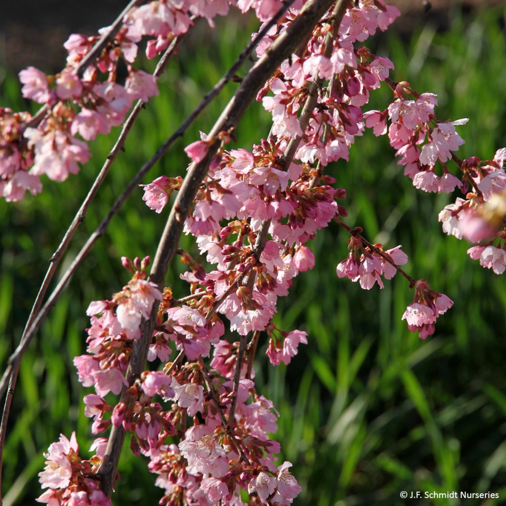 Cerejeira de flor - Prunus Pink Cascade