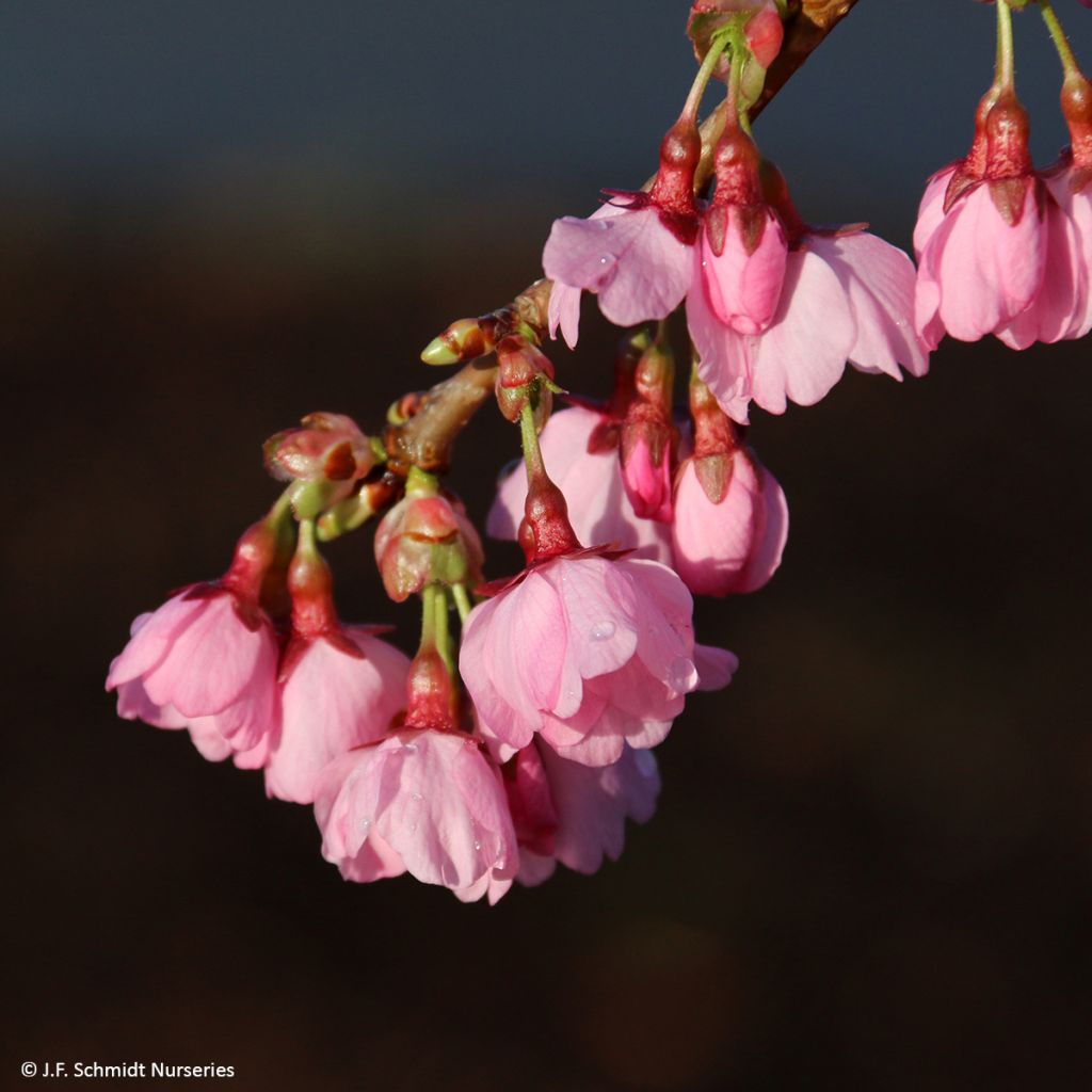 Cerejeira de flor - Prunus Pink Cascade
