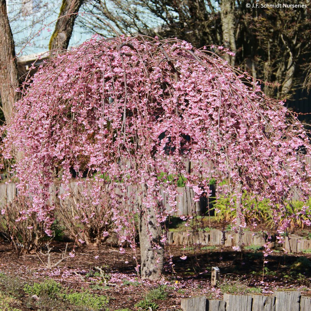 Cerejeira de flor - Prunus Pink Cascade