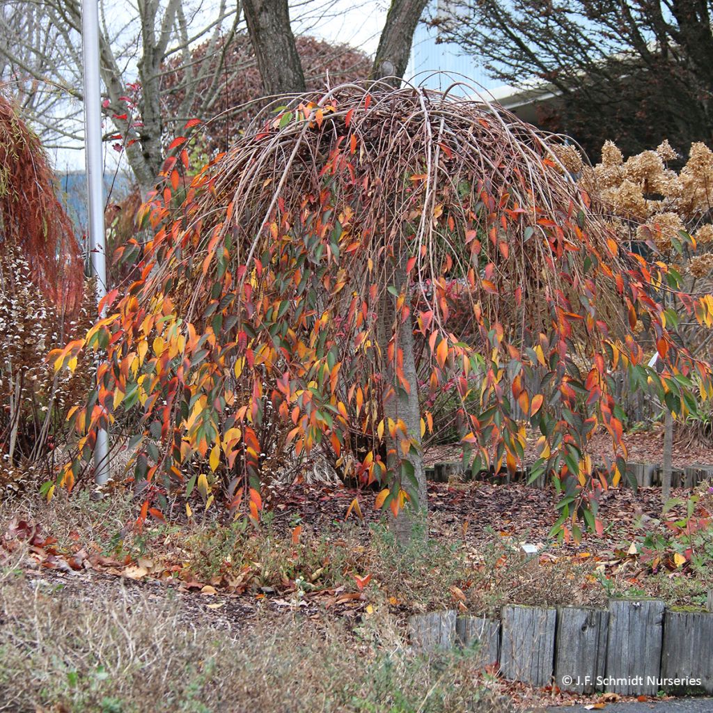 Cerejeira de flor - Prunus Pink Cascade