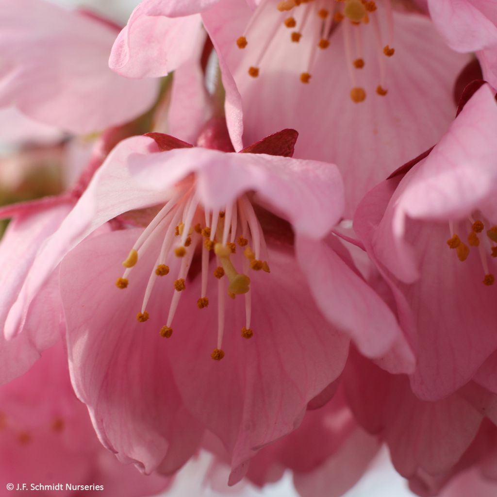 Cerejeira de flor - Prunus Pink Cascade