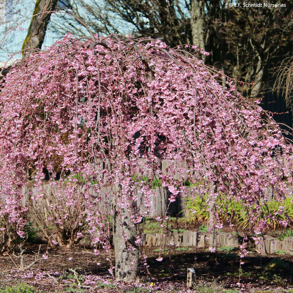 Cerejeira de flor - Prunus Pink Cascade