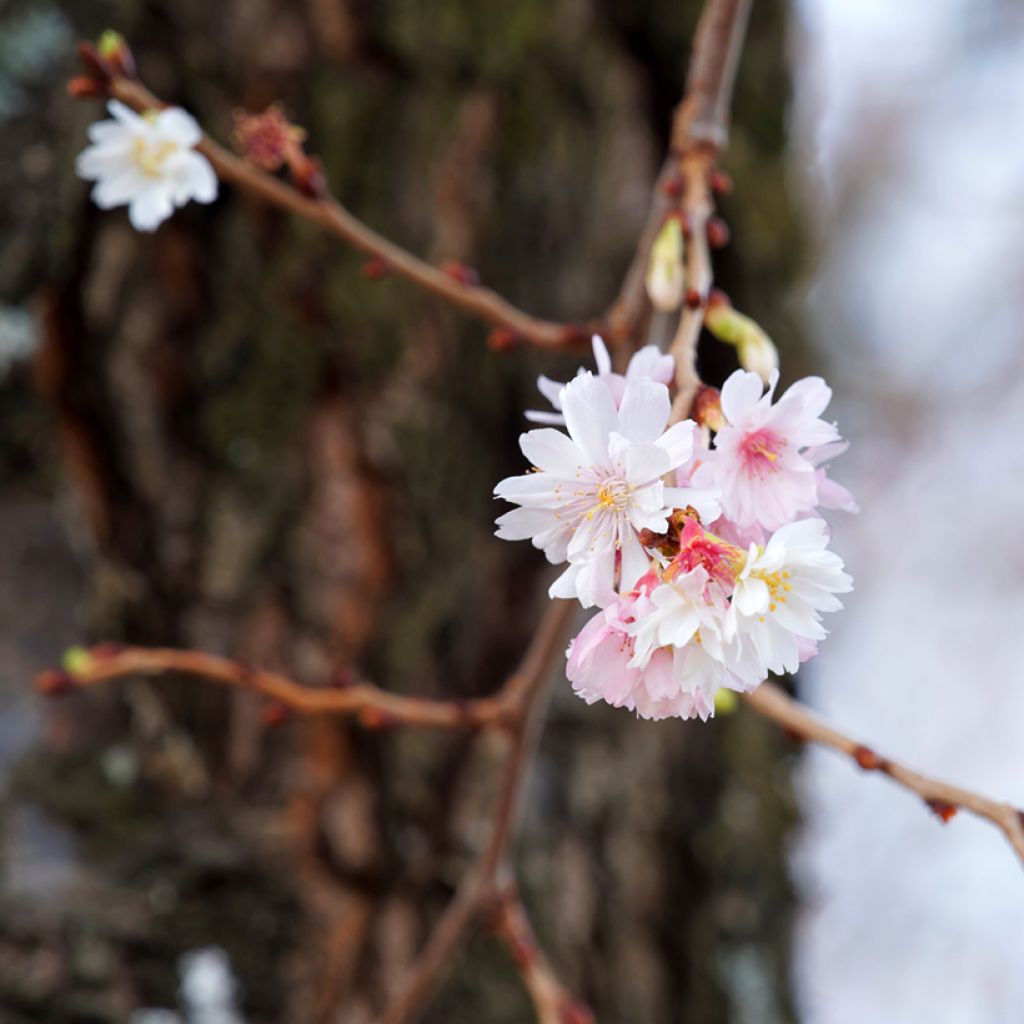 Cerejeira-do-japão - Prunus subhirtella Autumnalis Rosea em flor