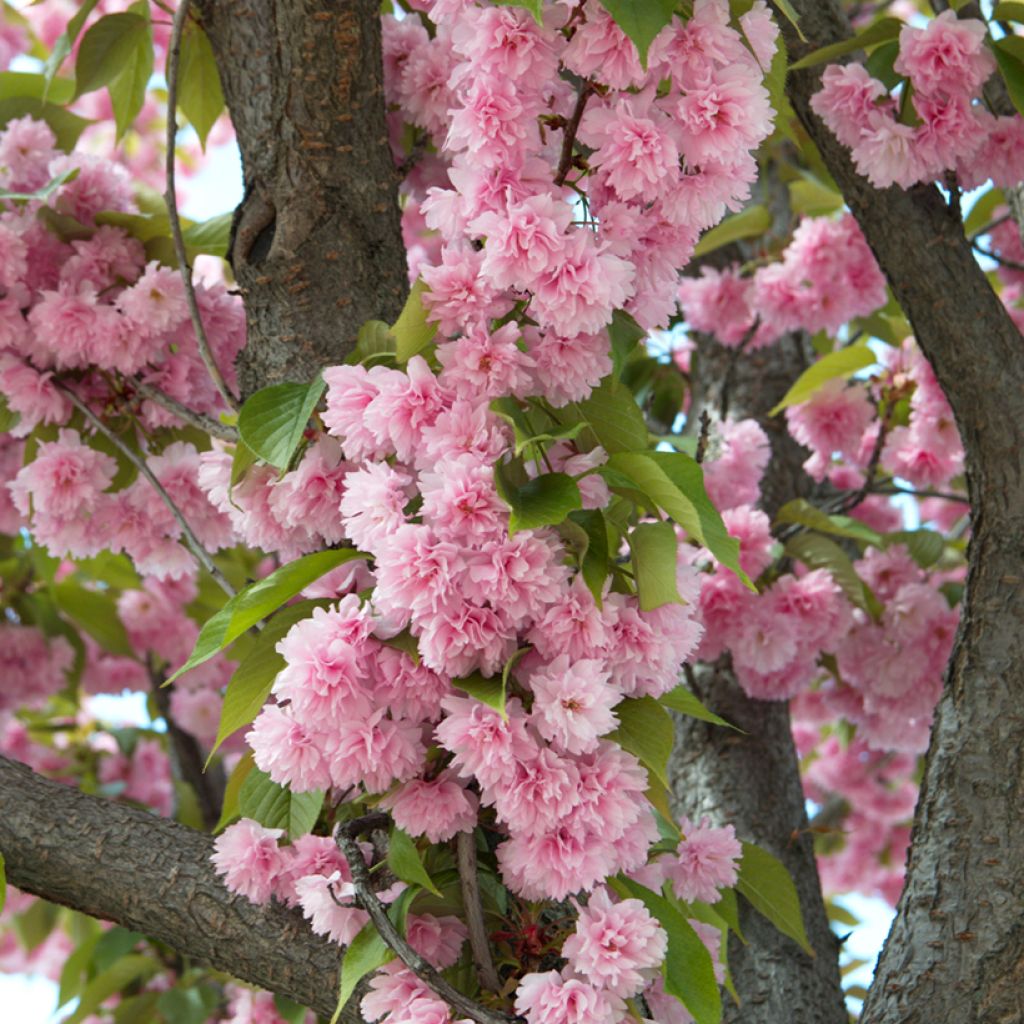 Prunus serrulata Kanzan
