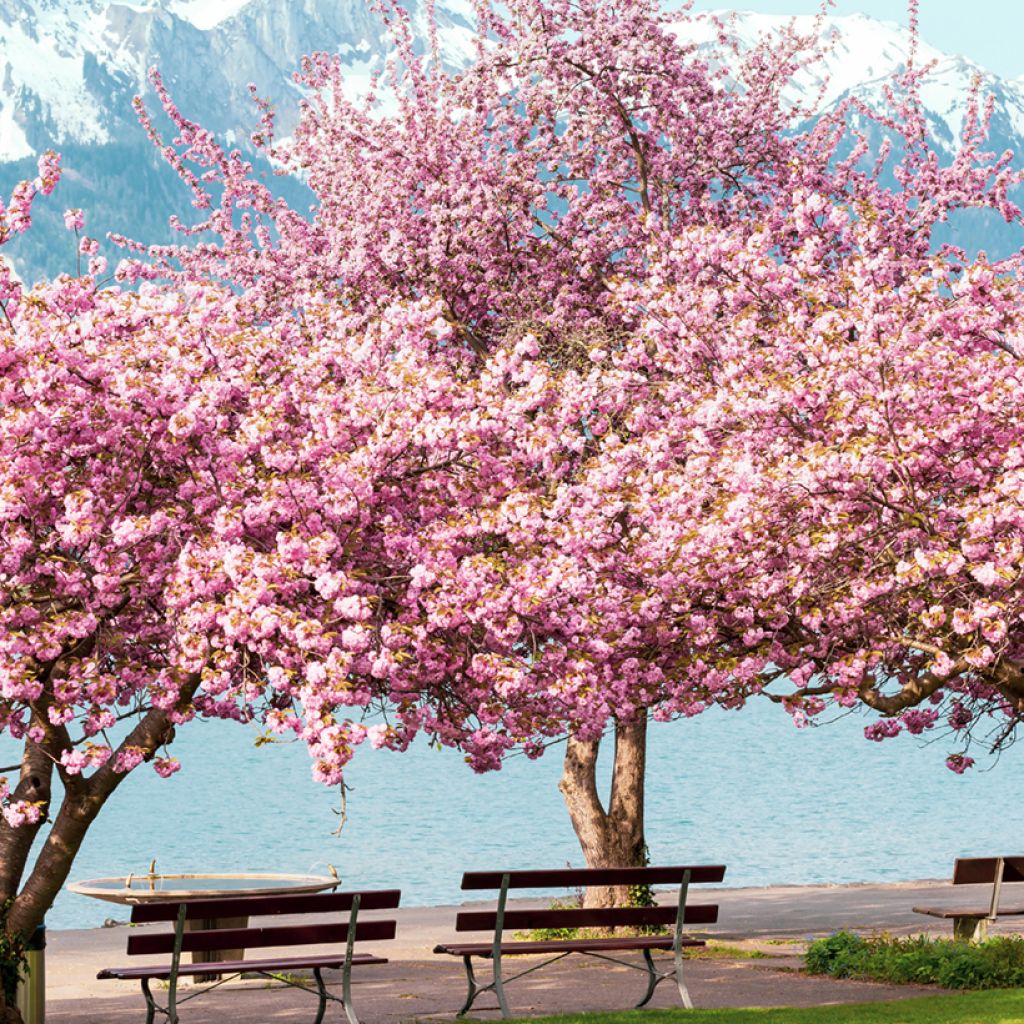 Prunus serrulata Kanzan