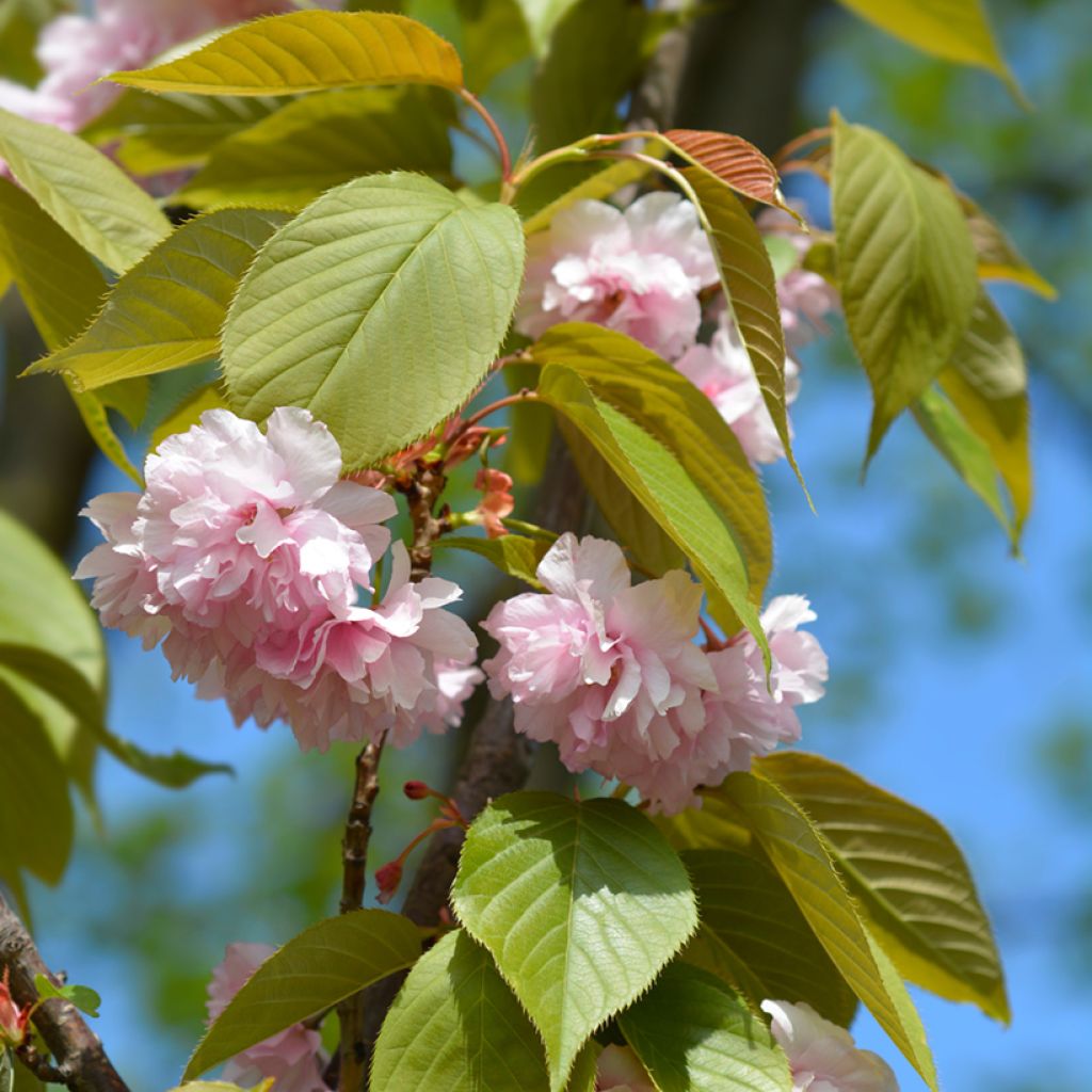 Prunus serrulata Kanzan