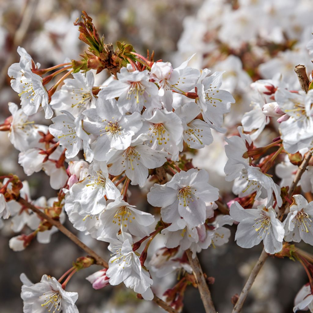 Cerejeira-do-japão anã Mikinori - Prunus incisa em flor