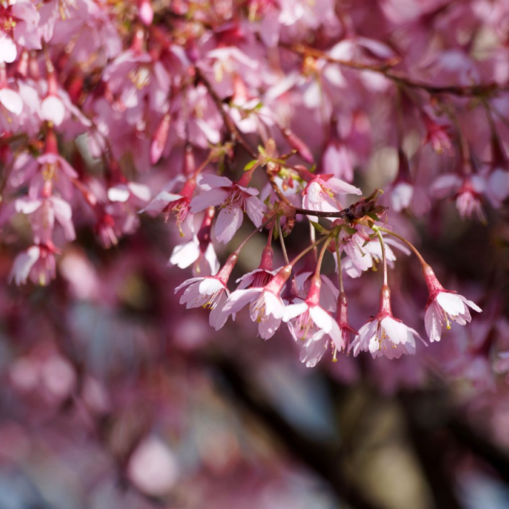 Cerejeira-do-japão anã Paean - Prunus incisa em flor