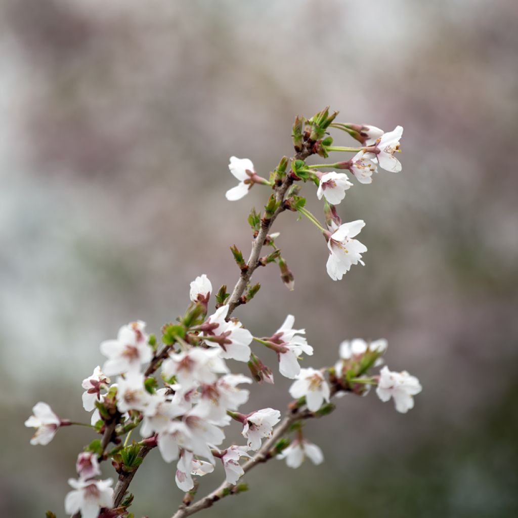 Cerejeira-do-japão anã Kojo no mai - Prunus incisa em flor