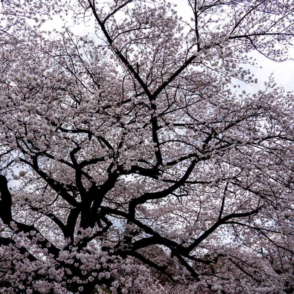 Cerejeira de flor-chorona - Prunus yedoensis Shidare Yoshino