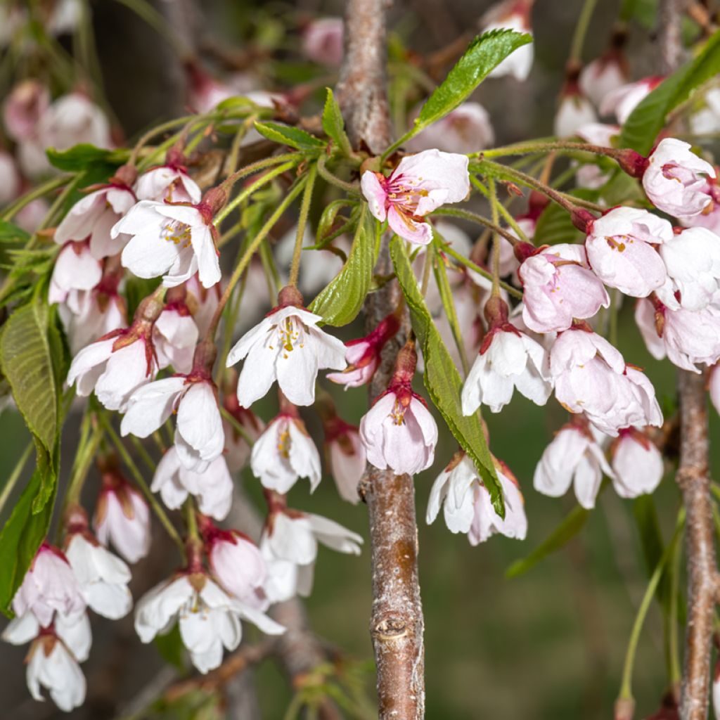 Cerejeira de flor-chorona - Prunus yedoensis Shidare Yoshino