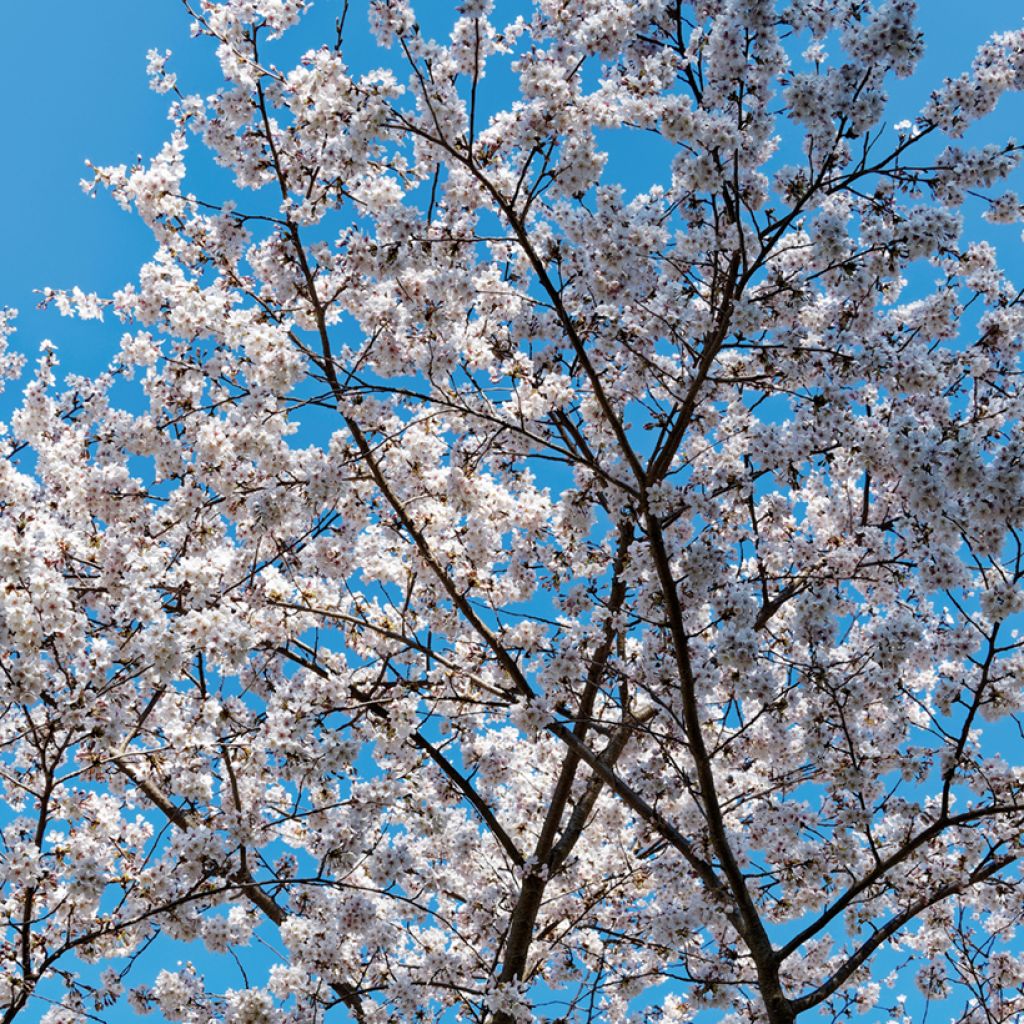 Cerejeira de flor-chorona - Prunus yedoensis Shidare Yoshino