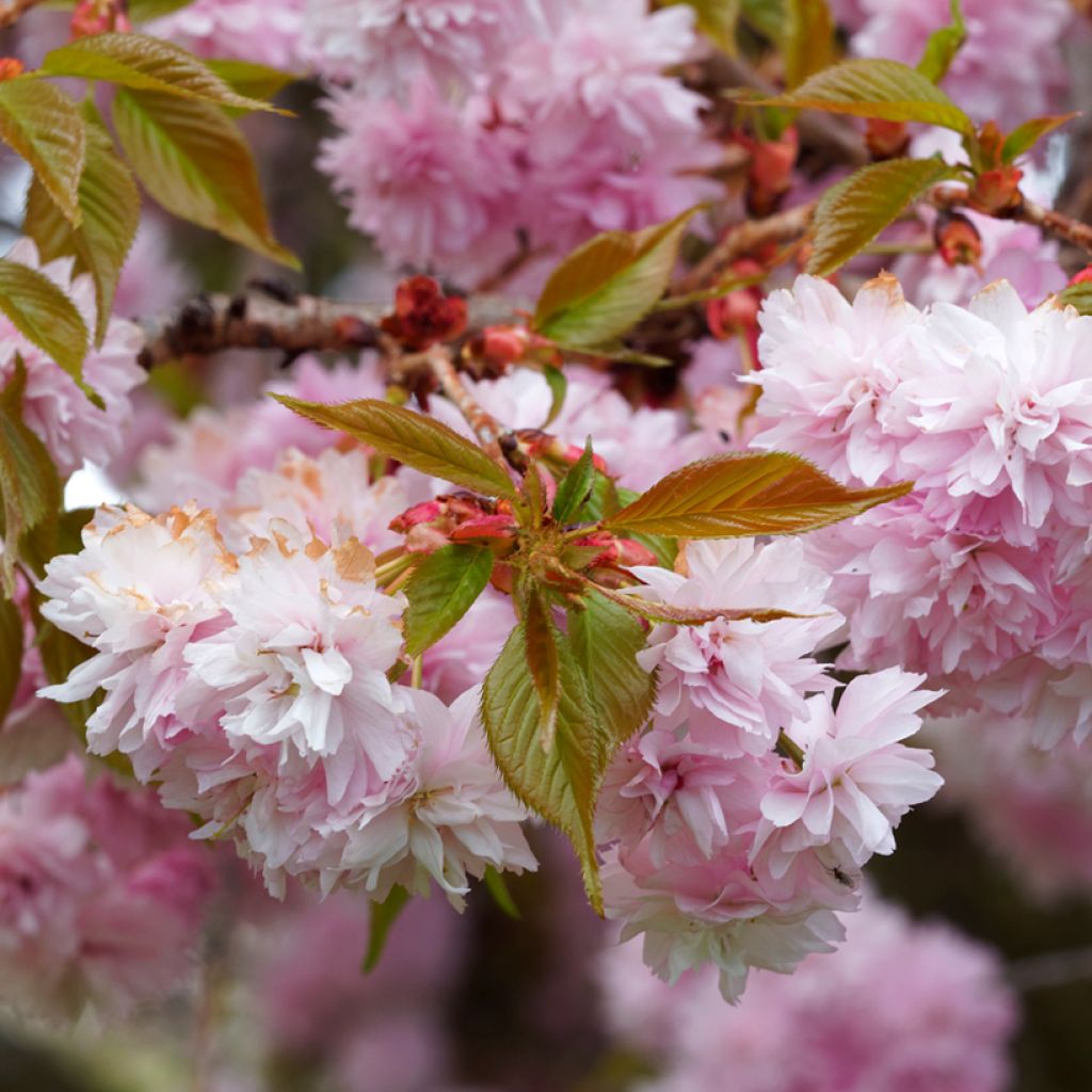 Prunus serrulata Royal Burgundy