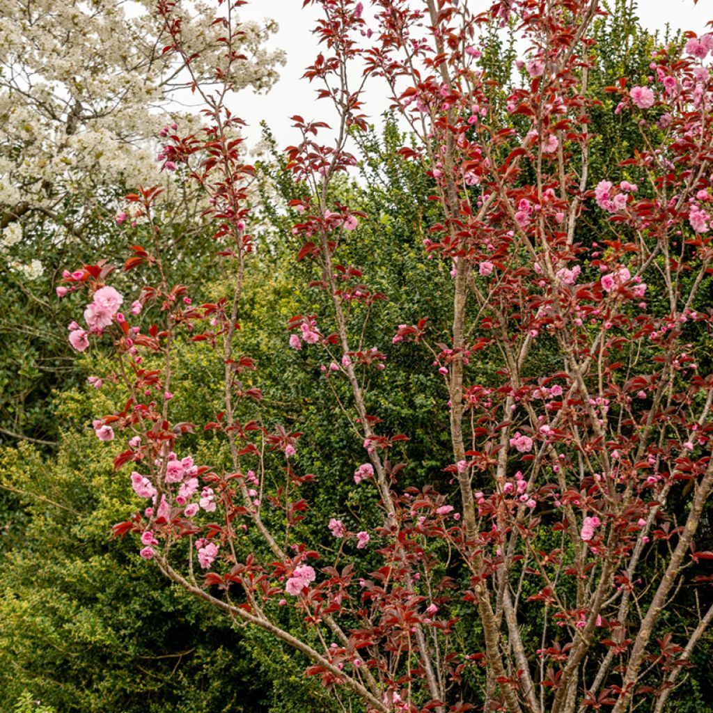Prunus serrulata Royal Burgundy