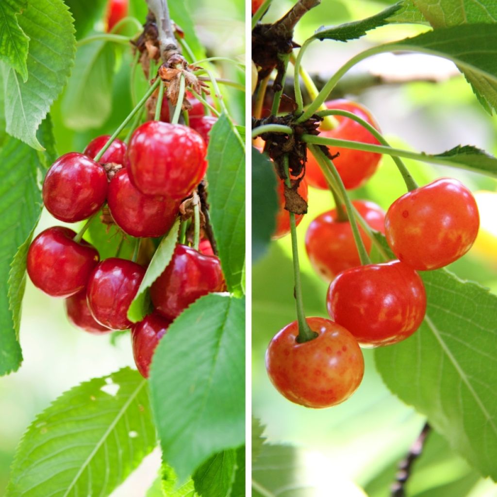 Cerejeira Bigarreau Duo Burlat + Napoléon - Prunus cerasus