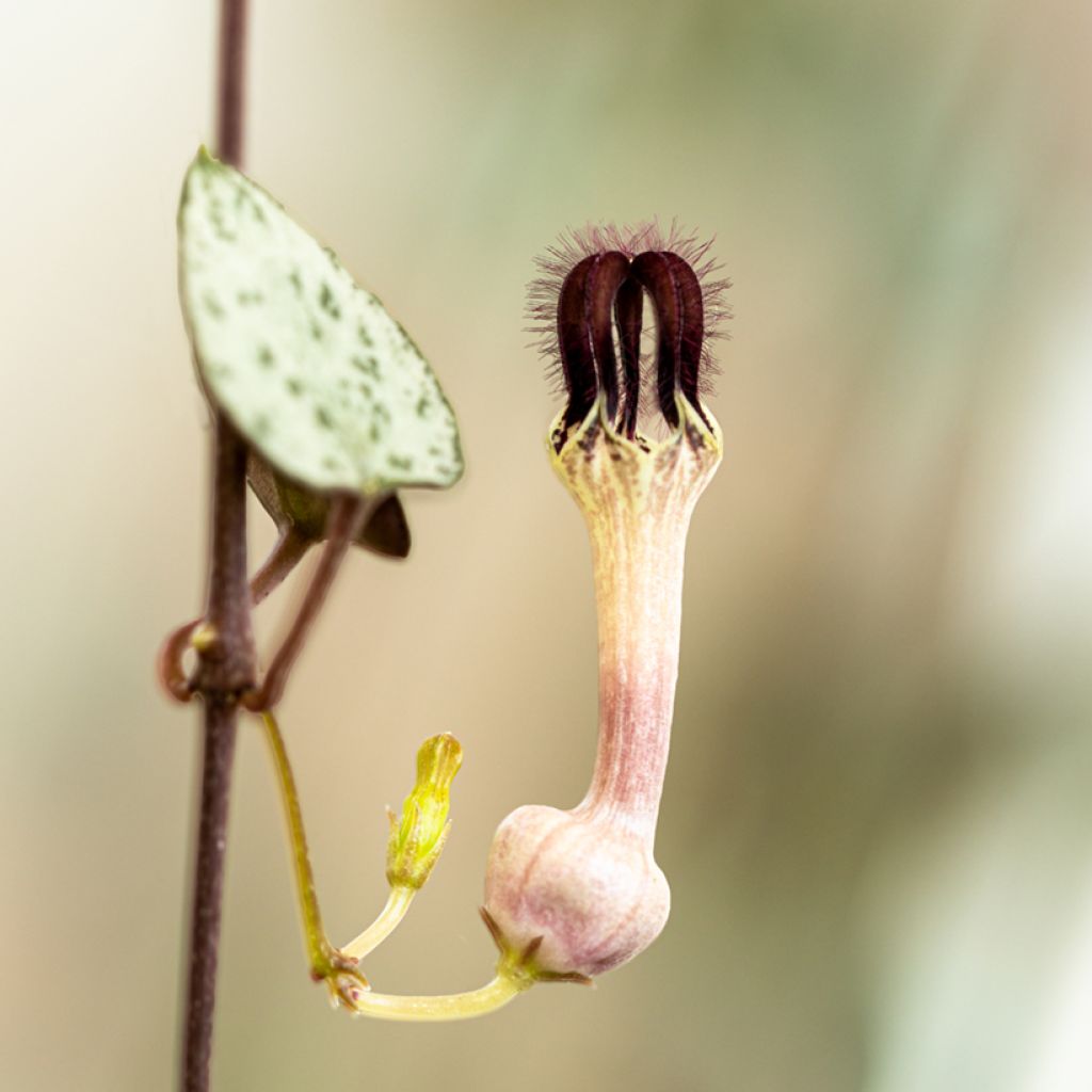 Ceropegia woodii