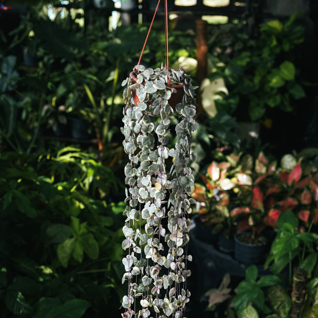 Ceropegia woodii Variegata