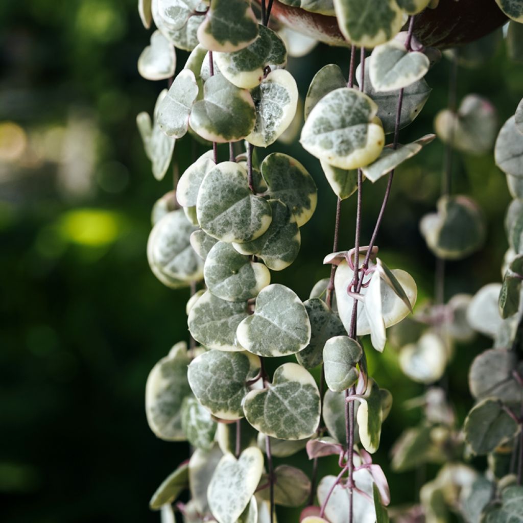 Ceropegia woodii Variegata