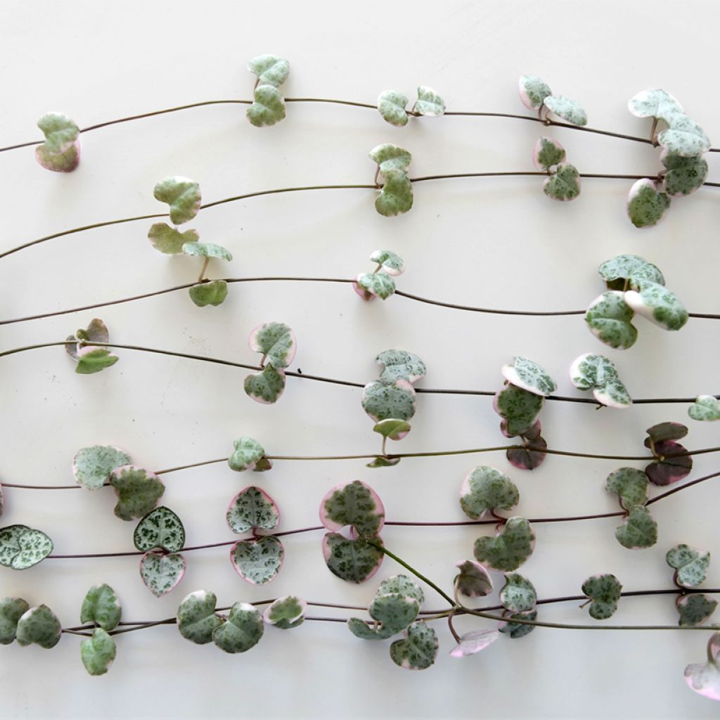 Ceropegia woodii Variegata