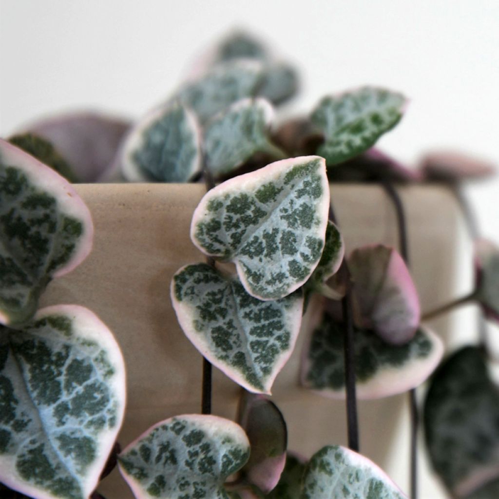 Ceropegia woodii Variegata