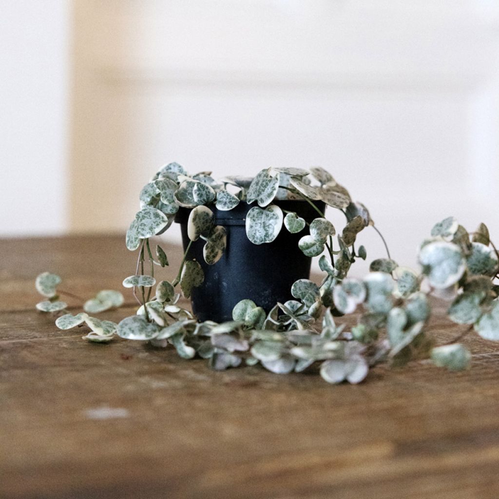 Ceropegia woodii Variegata