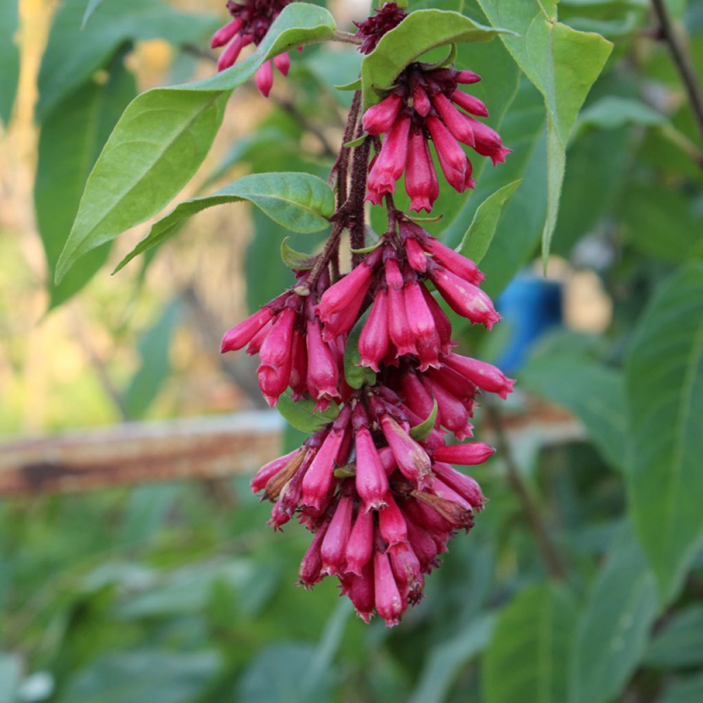 Cestrum fasciculatum Newellii