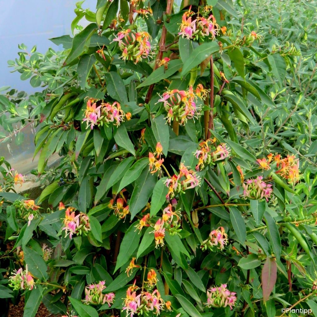 Madressilva-de-Henry Marinella - Lonicera henryi