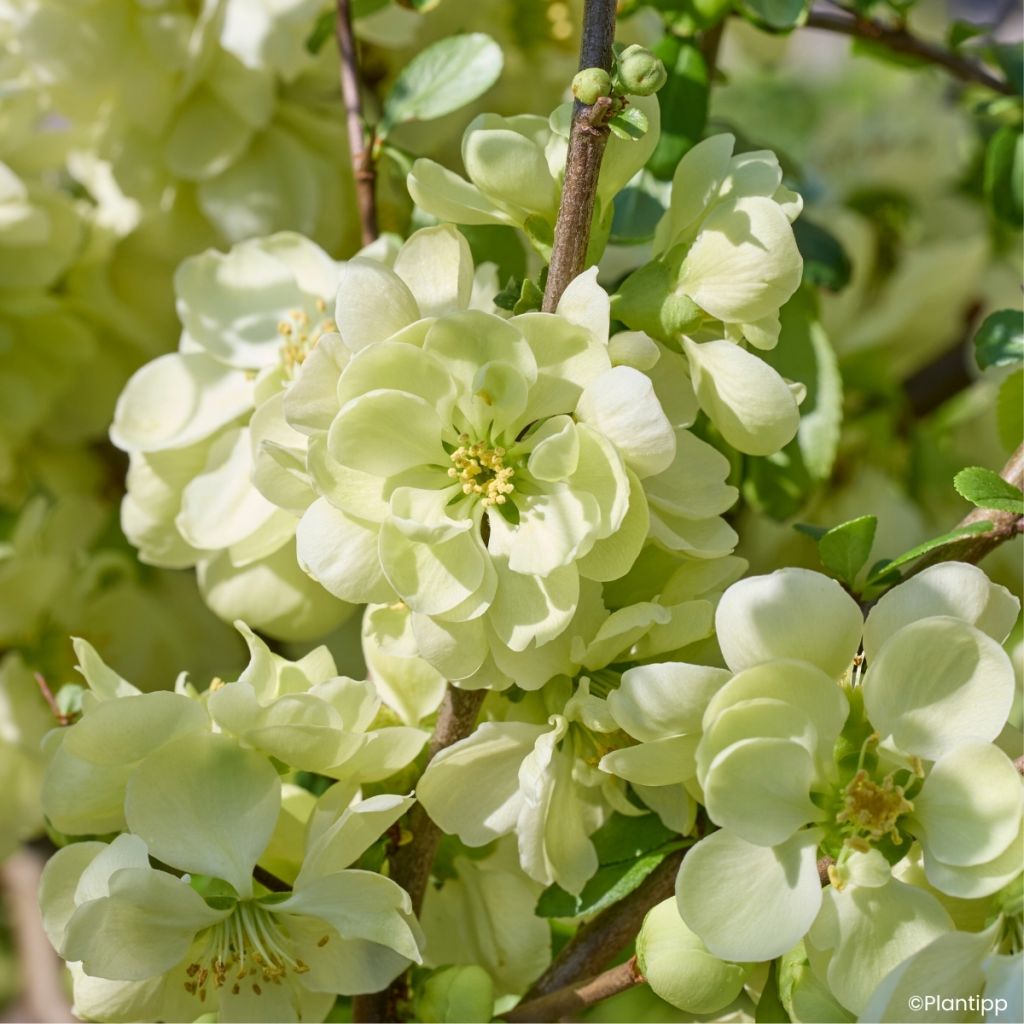 Marmeleiro-do-Japão Lemon Sorbet - Chaenomeles speciosa