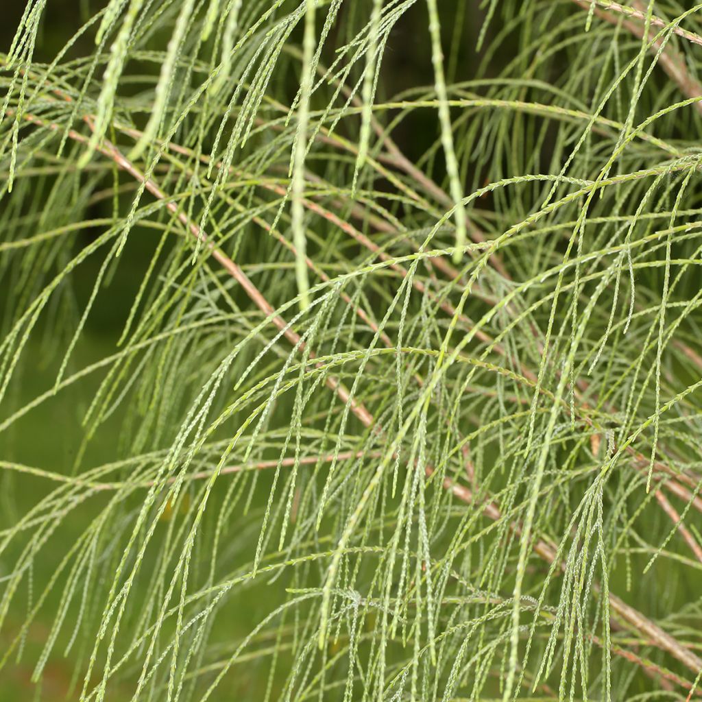 Cipreste-de-Lawson Drooping Solo - Chamaecyparis lawsoniana