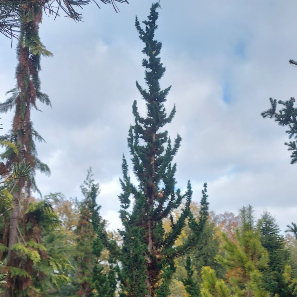 Cipreste-de-Lawson Wissel's Saguaro - Chamaecyparis lawsoniana