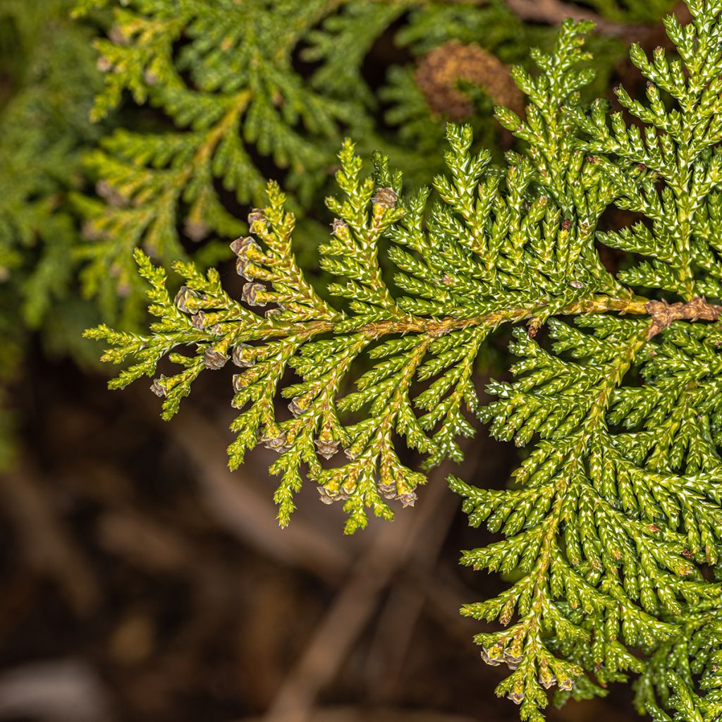 Chamaecyparis pisifera Pincushion