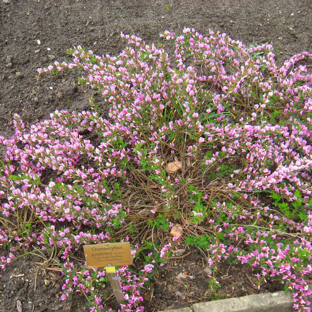 Chamaecytisus purpureus