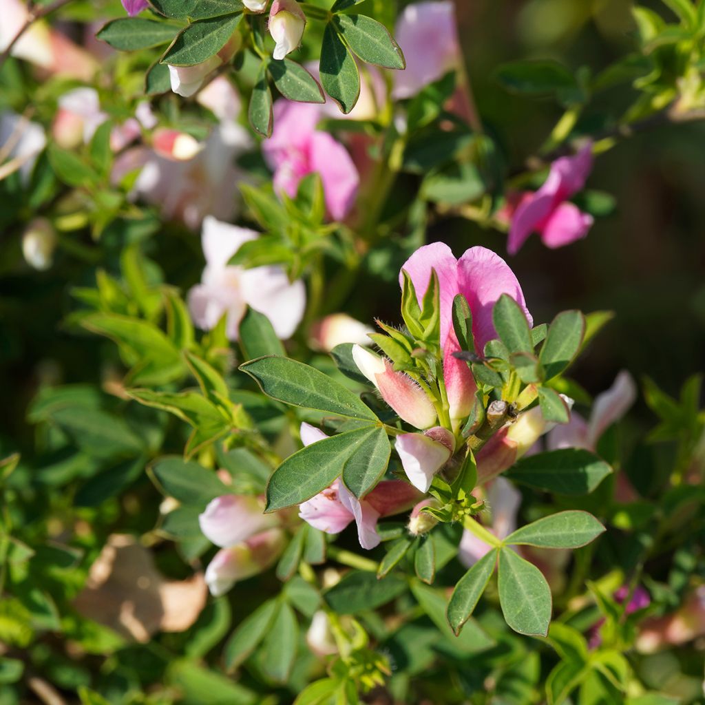 Chamaecytisus purpureus