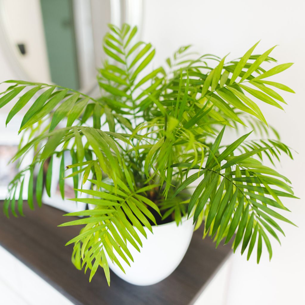 Chamaedorea elegans - Palmeira-anã